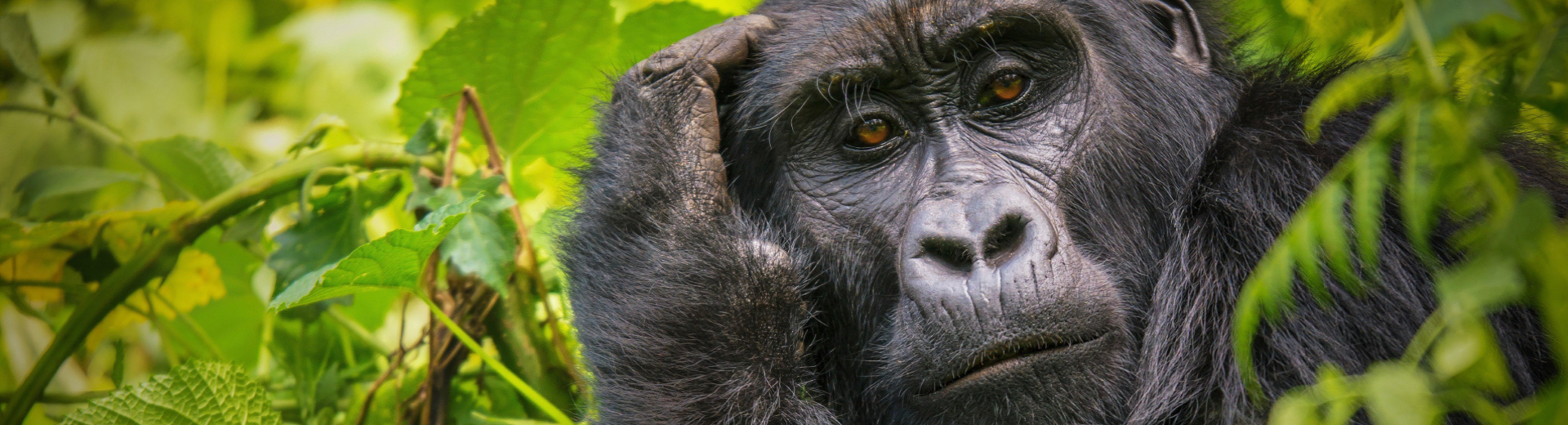 Oeganda: waar natuur en dieren je stil maken