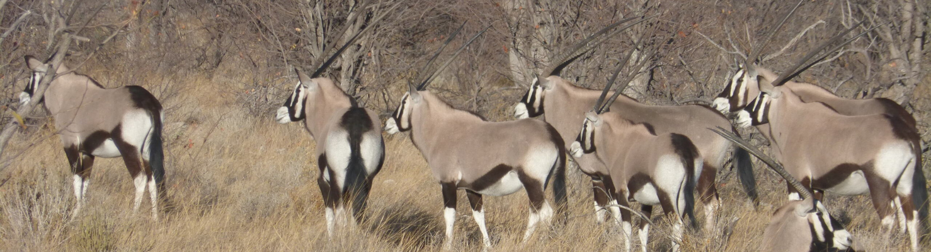 Rondreis Namibië: van rode duinen tot wilde safari’s