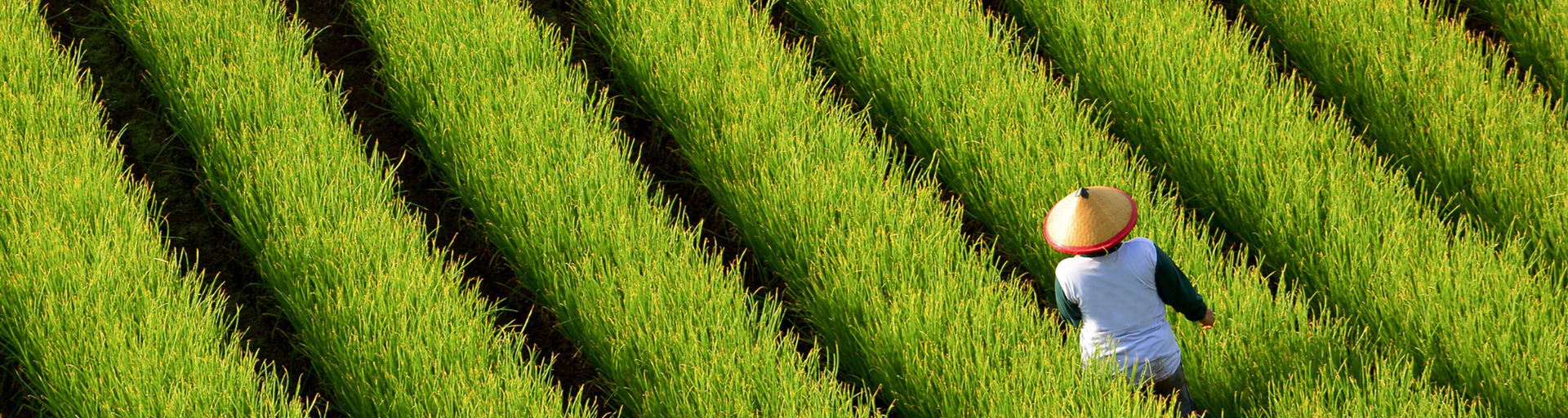 Reistips voor Indonesië