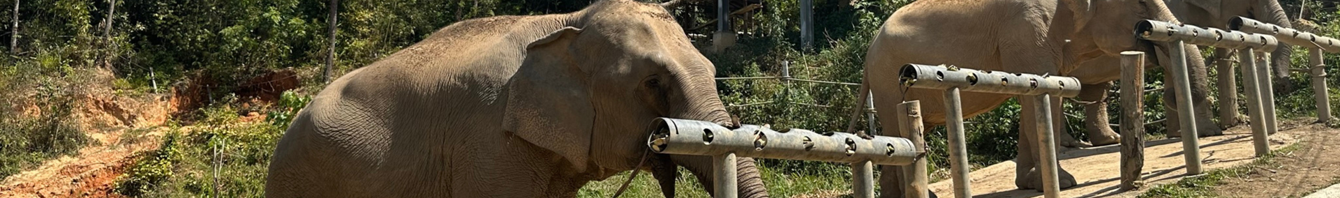 Olifantentoerisme in Thailand