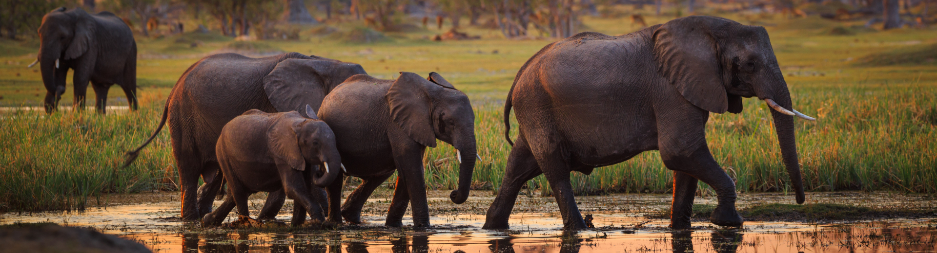 Reizen naar Botswana