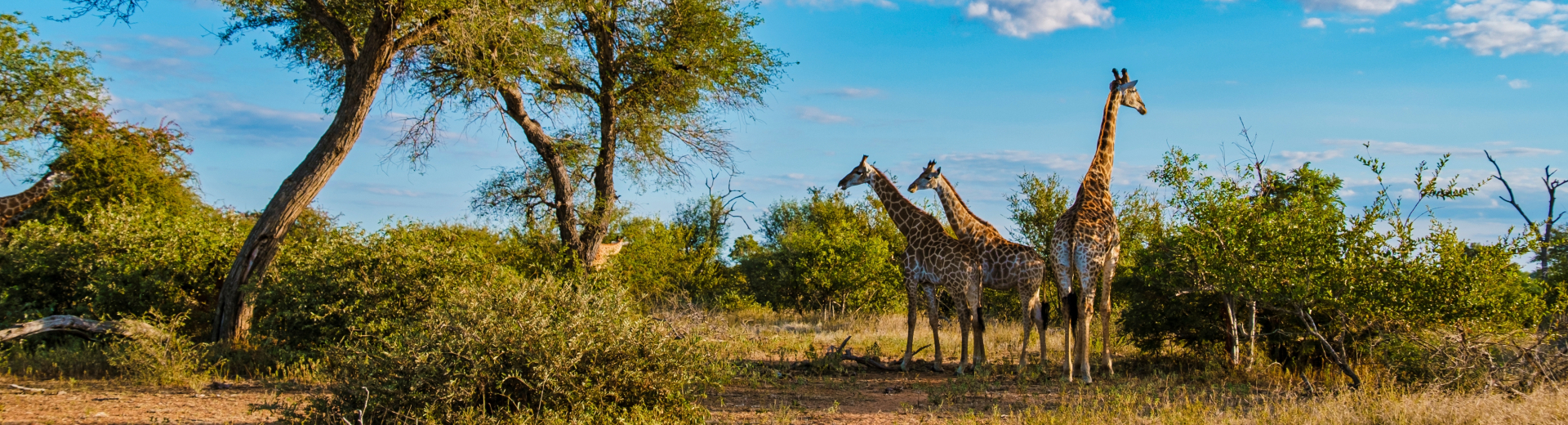 Groepsreizen naar Zuid-Afrika