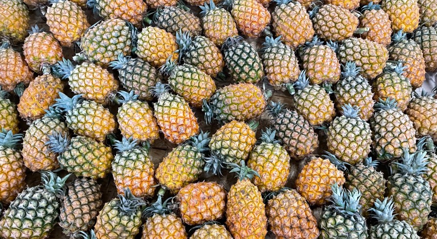 Tonijn, cozido en ananas