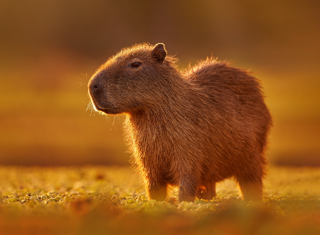 Kaaimannen, toekans en capibara's