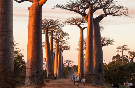 Rondreis MADAGASCAR - 24 dagen; Dansende sifaka's