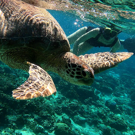 Tijdens deze reis kan je veel snorkelen en de prachtige onderwaterwereld verkennen. Vanuit de boot kan je zo het helderblauwe water in plonzen, de kans dat je een schildpad spot is groot!