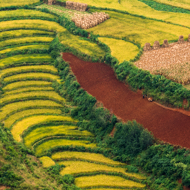 Fantastisch? Adembenemend? Mysterieus? De provincie Yunnan kan ik niet met één groots woord beschrijven. Yunnan moet je zelf zien, proeven, ruiken en vooral ervaren.