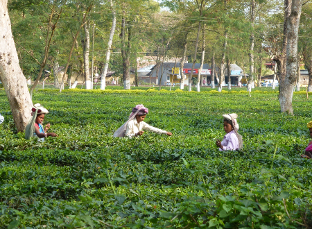 Assam, de poort naar Noordoost-India