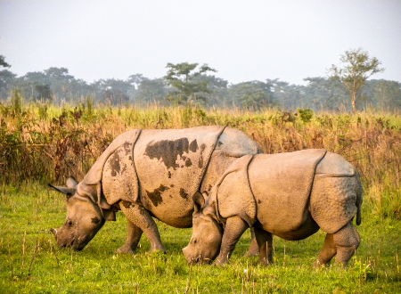 Tijgers en neushoorns in Kaziranga