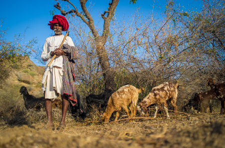 Rondreis INDIA: RAJASTHAN & GUJARAT - 22 dagen; Toeristisch ongerept India