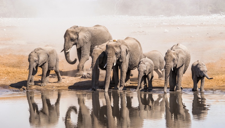 Etosha Nationaal Park