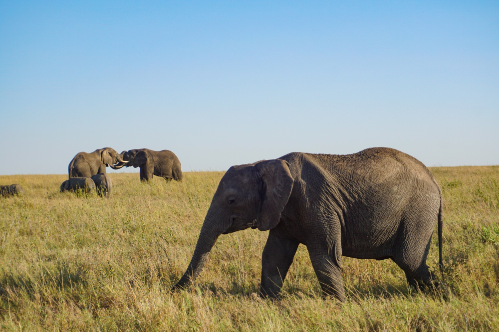 Kenia 2018