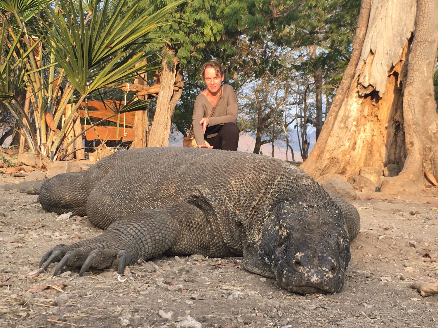 Komodo 2019